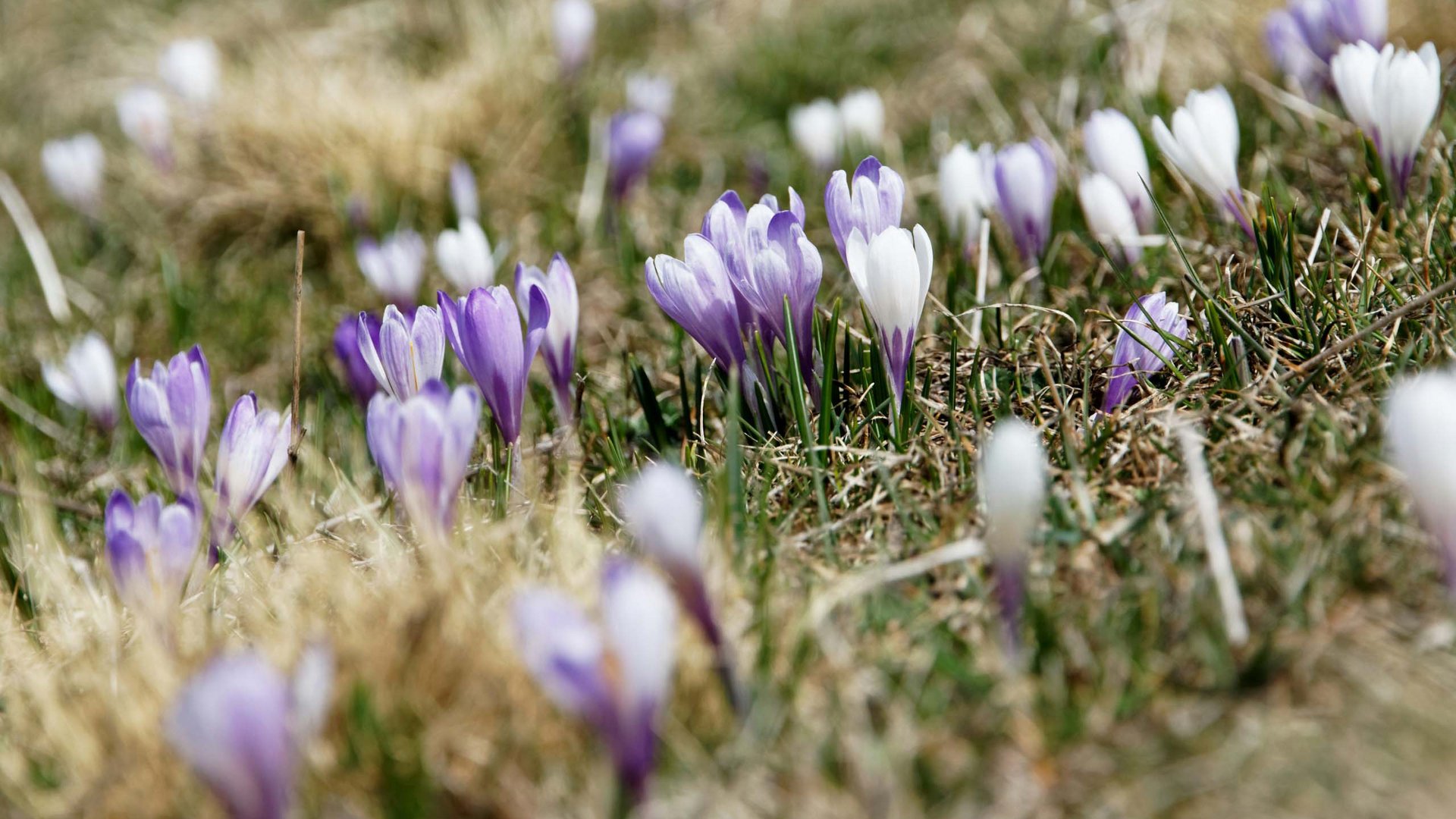 Frühling im Vinschgau